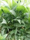 串葉松香草種子