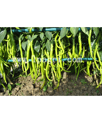綠蒎農(nóng)業(yè)科技示范園產(chǎn)品展示 