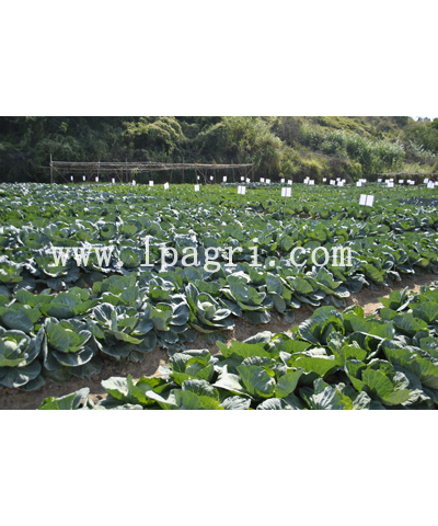 綠蒎農(nóng)業(yè)科技示范園產(chǎn)品展示 