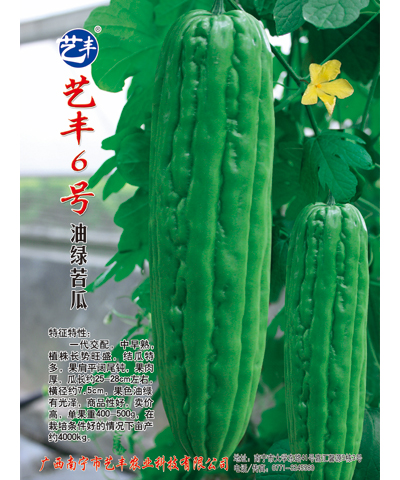 藝豐6號(hào)綠油苦瓜