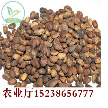 白皮松種子