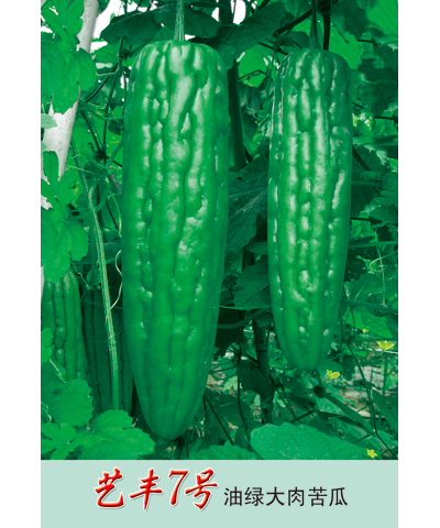 藝豐7號(hào)苦瓜