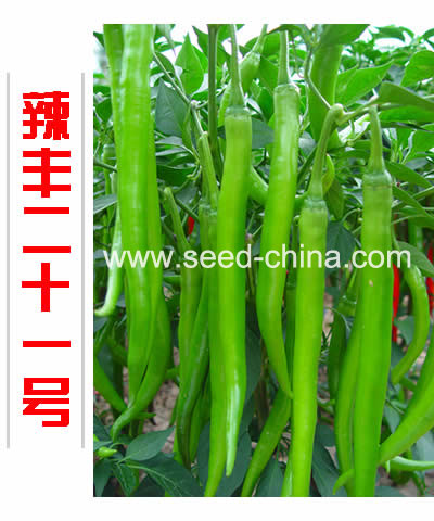 辣豐二十一號
