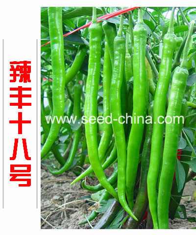 辣豐十八號