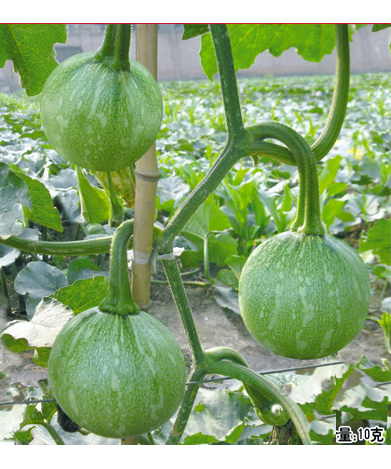 湘瓏四號(hào)
