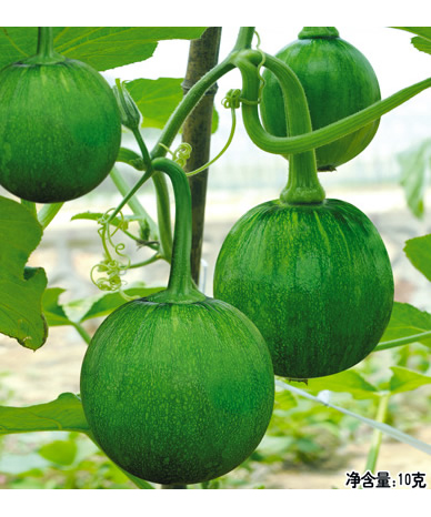 花鈴一號(hào)
