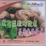 木耳菜栽培技術(shù) 荸薺栽培技術(shù)（一片裝）