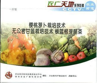 櫻桃蘿卜栽培技術(shù)無公害甘藍(lán)栽培技術(shù)板藍(lán)根芽苗菜一片