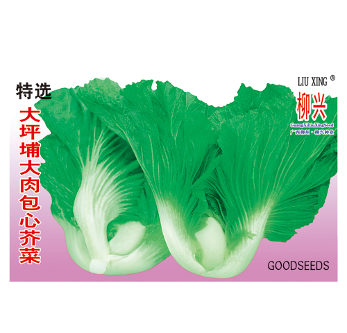 特選大坪埔大肉包心芥菜