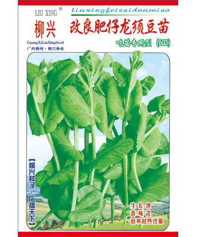 改良肥仔龍須豆苗