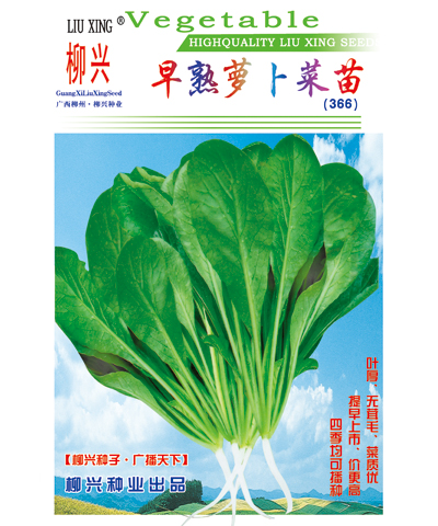 早熟蘿卜菜苗