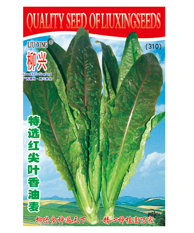 特選紅尖葉香油麥