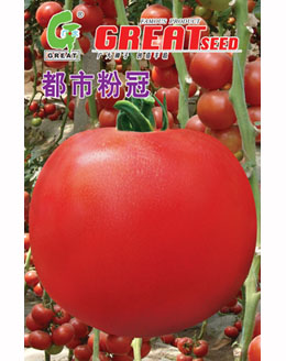 都市粉冠-粉果番茄