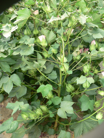 常規(guī)棉花-新陸中15號