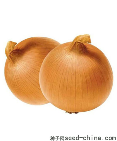 皇森一號(hào)
