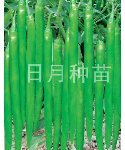 王者歸來