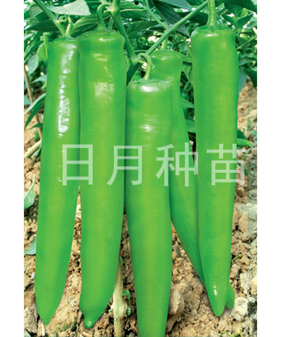中華大椒