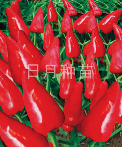 日月大紅袍