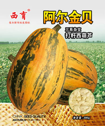 西育阿爾金貝籽用角瓜