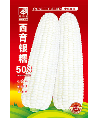 西育銀糯508