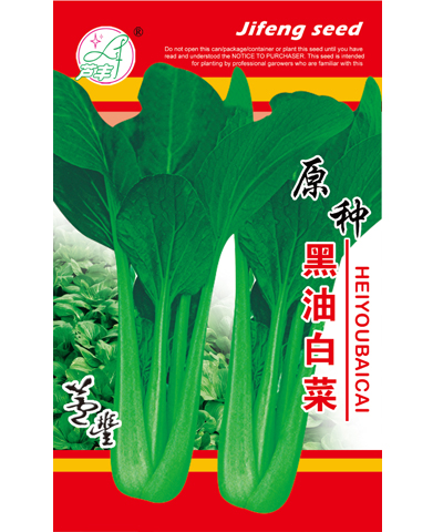原種黑油白菜