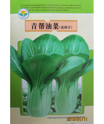 青幫油菜（寬梗青）