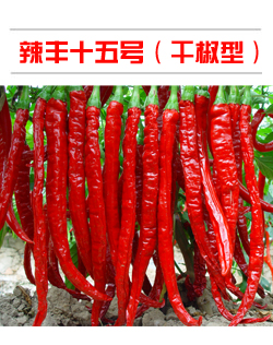 辣豐十五號（干椒型）