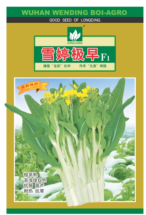 雪婷極早