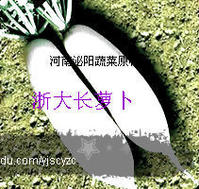 蘿卜種子