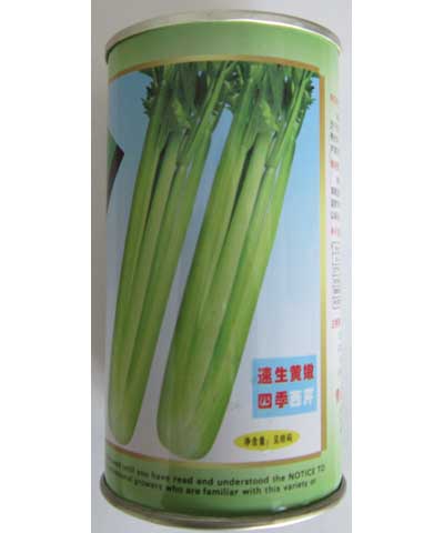 速生黃嫩四季西芹