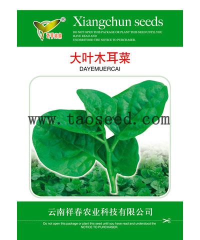 大葉木耳菜