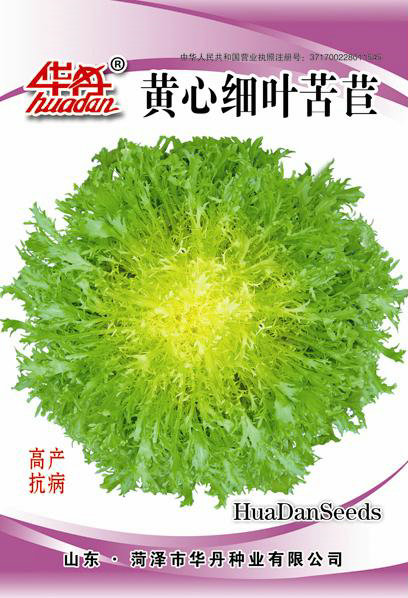 黃心細葉苦苣