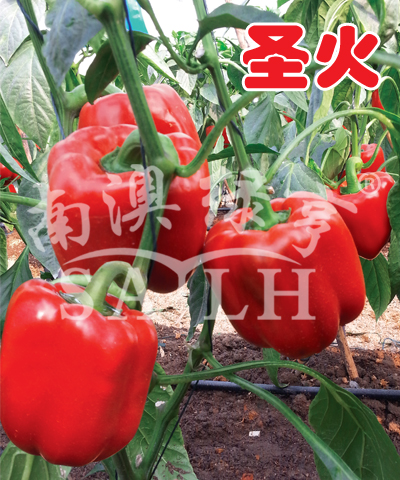 甜椒種子——圣火
