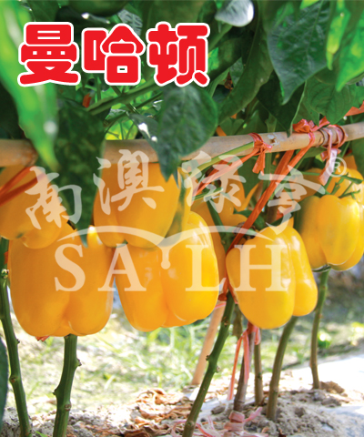 甜椒種子——曼哈頓