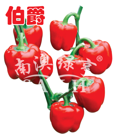 甜椒種子——伯爵