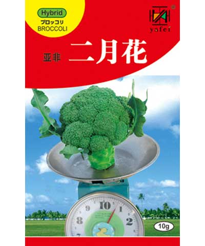 亞非二月花