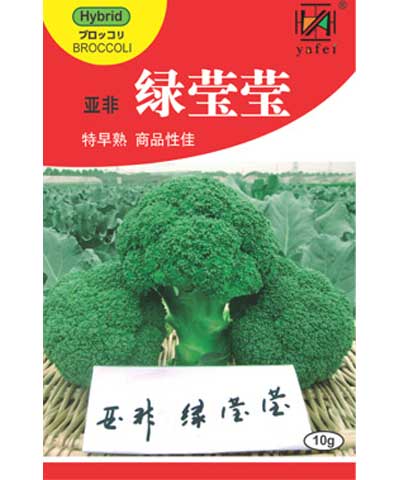 亞非綠瑩瑩