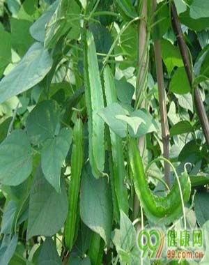 供應(yīng)特菜-四棱豆種子