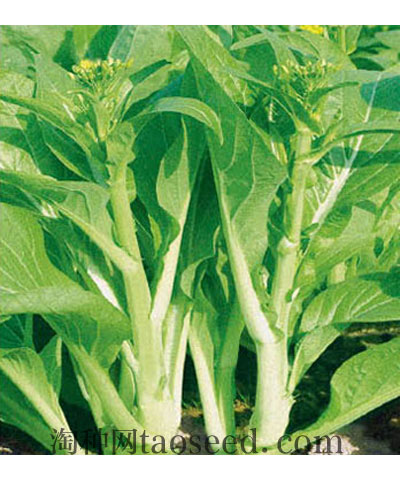 川苔二號