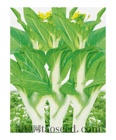 川苔三號