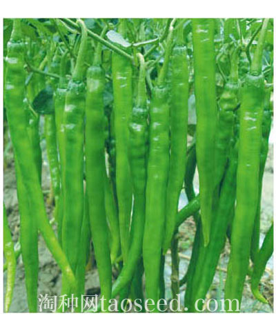 好辣妃子F1