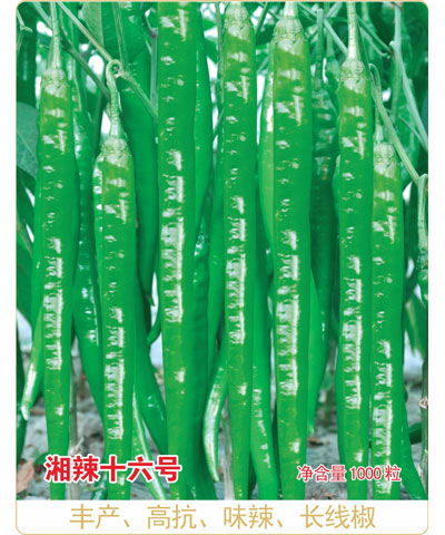 湘辣十六號(hào)
