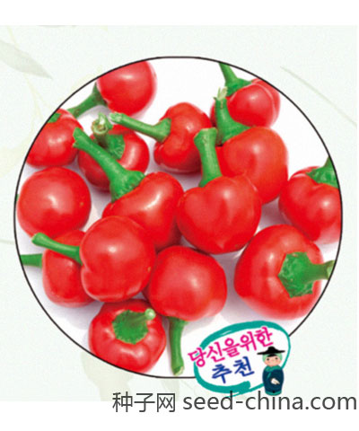 珍珠紅F1