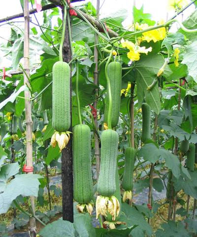 亞華翠綠