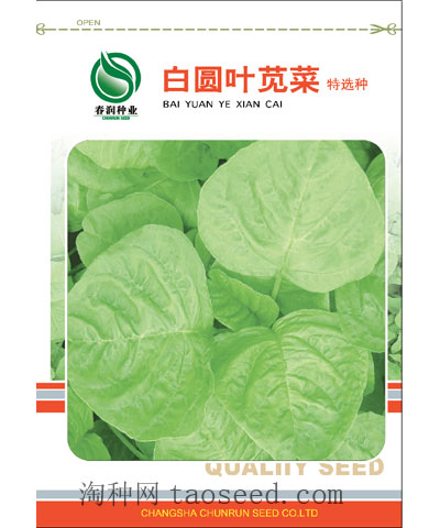 白圓葉莧菜