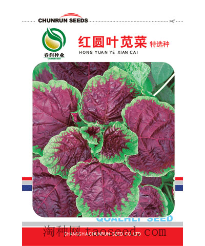 紅圓葉莧菜