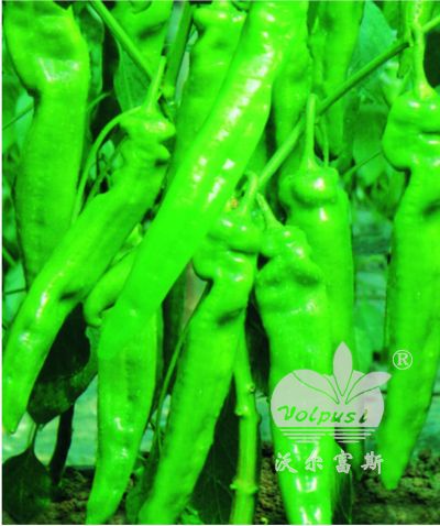 進口抗病早熟羊角辣椒-超級宇宙王F1