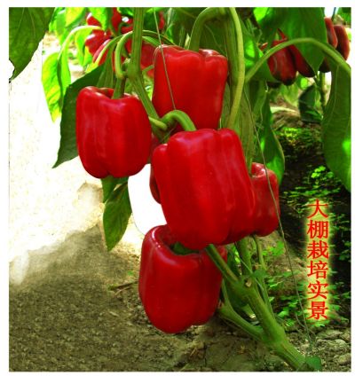 進口早熟厚皮優(yōu)秀紅甜椒-紅羅娜F1