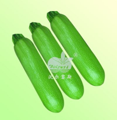 耐寒高產(chǎn)油綠型西葫蘆-超級(jí)寶玉108 F1