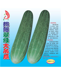 揭陽(yáng)翠綠大吊瓜500g
